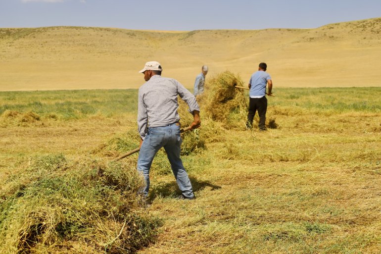 Toprağın emekçileri kavurucu sıcaklar altında ter döküyor4