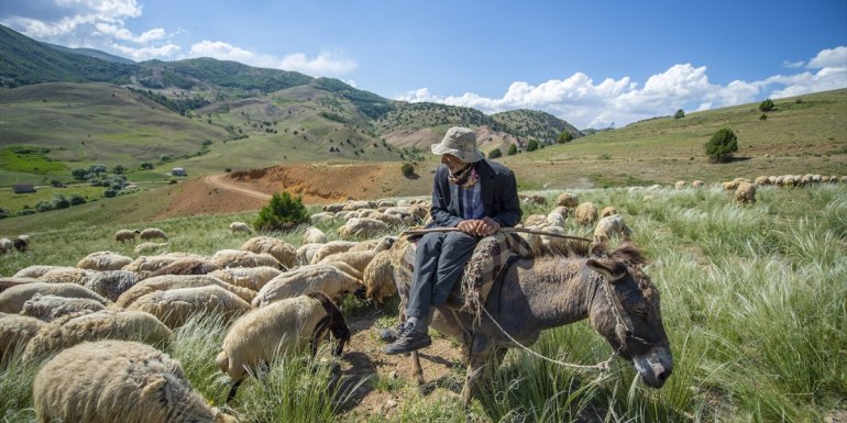 Tunceli'de göçerler 3 bin rakımlı yaylalarda zorlu hayvancılık mesaisinde