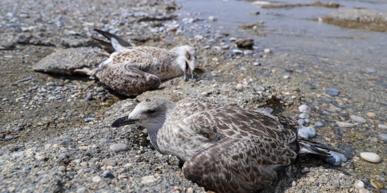 Besin azlığı ve aşırı sıcaklar nedeniyle Van Gölü havzasında martı ölümleri arttı