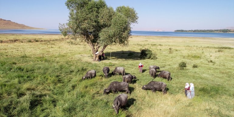 Eşlerinden devraldıkları manda yetiştiriciliği ile çocuklarını okutuyorlar