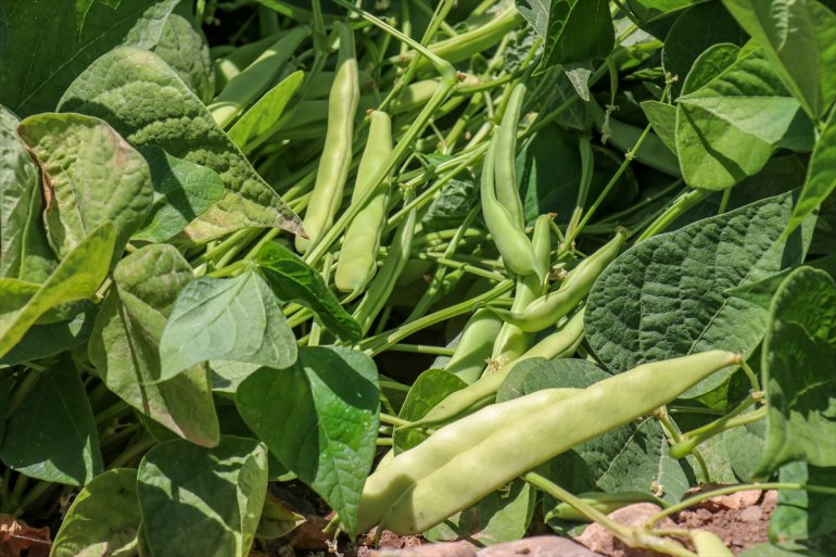 kurdukları VAN kooperatiflerle parçası oldu üretimin Kadınlar, - 12