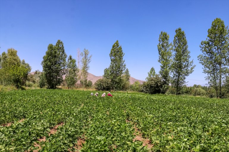 kooperatiflerle - parçası Kadınlar, oldu VAN üretimin kurdukları 7