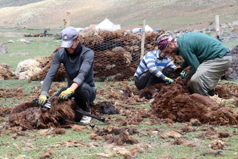 Yayladaki imece göçerler usulü kırkıyor koyunlarını 1