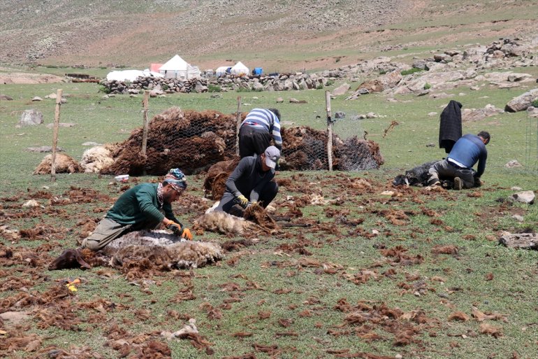 usulü koyunlarını Yayladaki göçerler imece kırkıyor 2