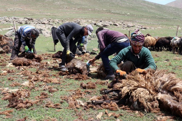 imece kırkıyor koyunlarını usulü Yayladaki göçerler 11