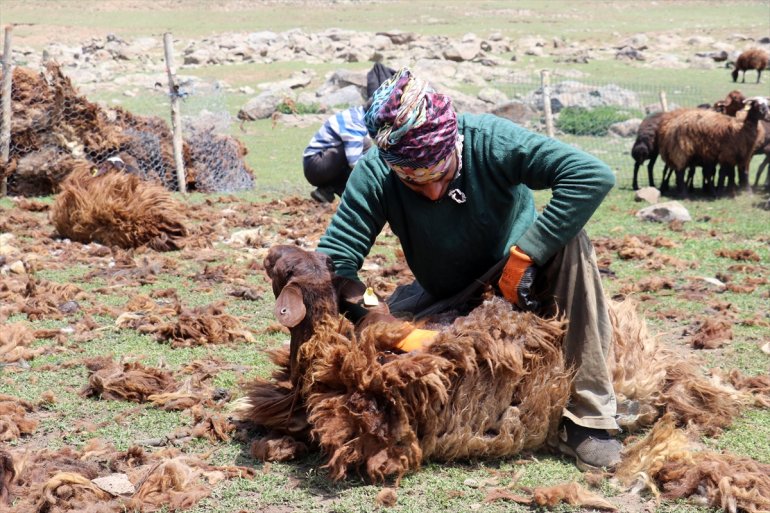 göçerler koyunlarını usulü imece Yayladaki kırkıyor 14