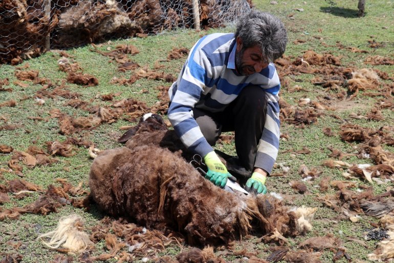 usulü göçerler koyunlarını Yayladaki kırkıyor imece 15