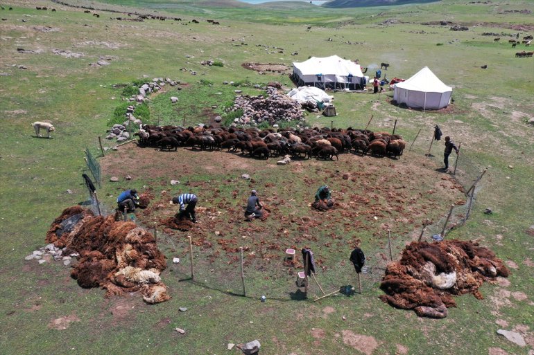 imece koyunlarını kırkıyor Yayladaki usulü göçerler 16