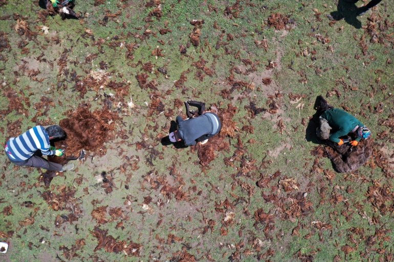 imece göçerler kırkıyor koyunlarını Yayladaki usulü 3