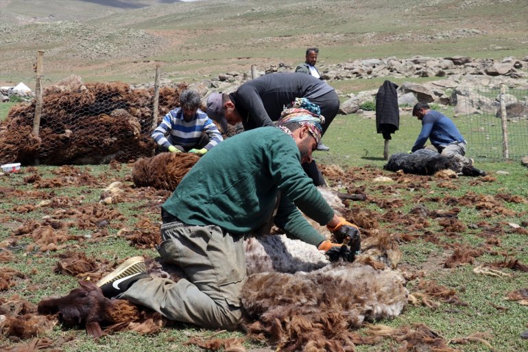 göçerler Yayladaki usulü imece koyunlarını kırkıyor 5