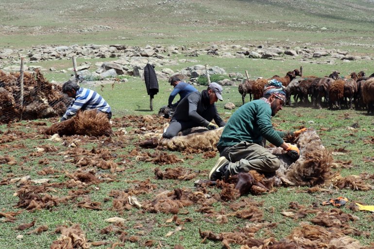 kırkıyor göçerler usulü koyunlarını Yayladaki imece 7