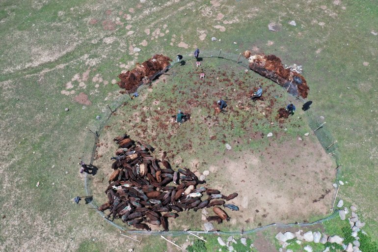 göçerler imece usulü koyunlarını kırkıyor Yayladaki 8