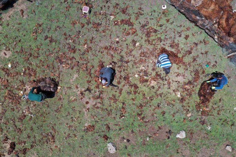 Yayladaki göçerler kırkıyor usulü koyunlarını imece 9