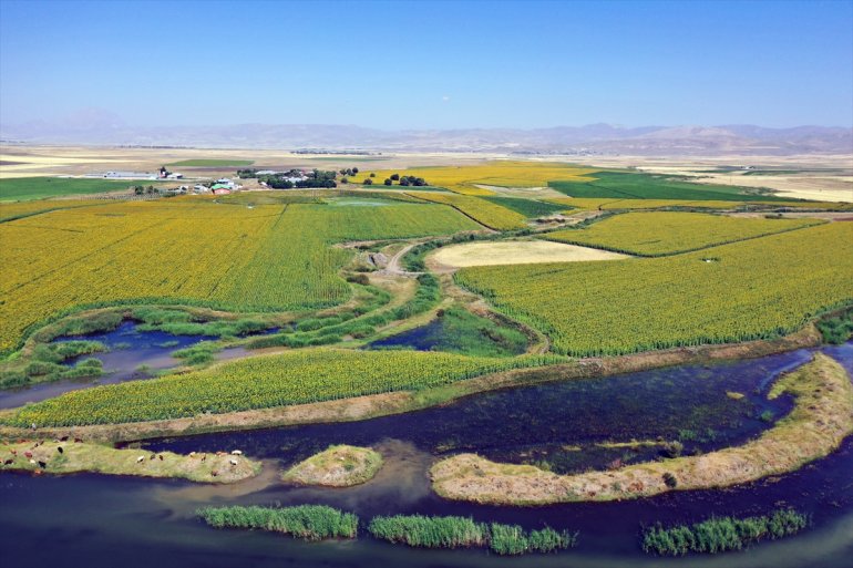 Ayçiçeği üretiminin yaygınlaştığı Ağrı'da ovalar Trakya'yı andırıyor