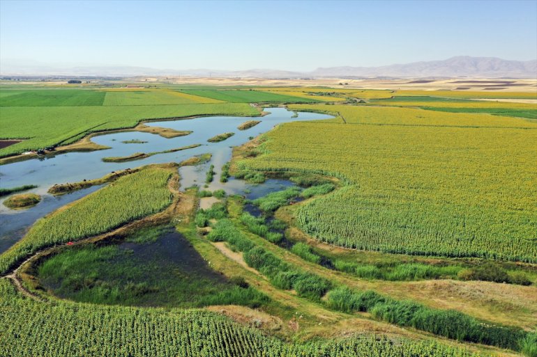 Ayçiçeği ovalar Ağrı