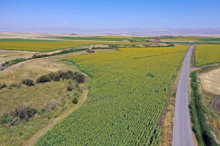 - AĞRI üretiminin Ayçiçeği ovalar Trakya