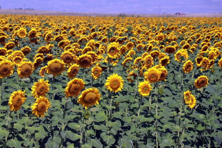 yaygınlaştığı Ağrı