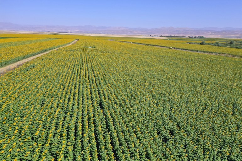 AĞRI - andırıyor Ayçiçeği Trakya