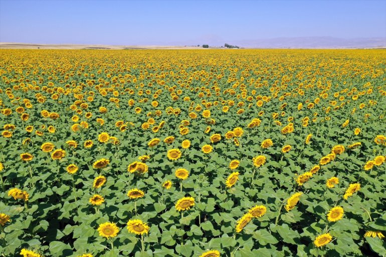 - üretiminin Ağrı