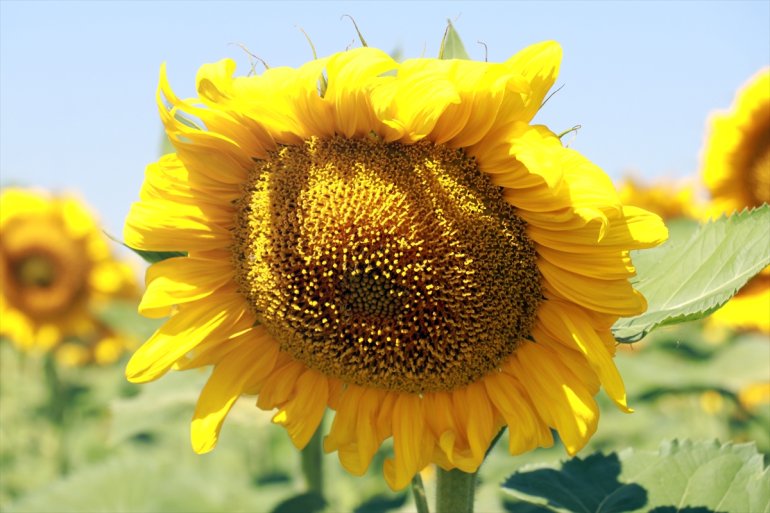 üretiminin AĞRI - yaygınlaştığı Ağrı