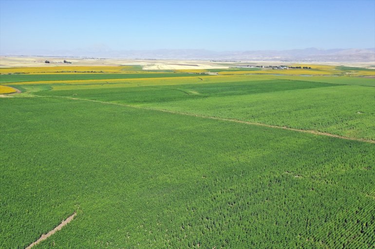 yaygınlaştığı ovalar AĞRI andırıyor Trakya