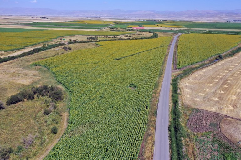 yaygınlaştığı Ağrı