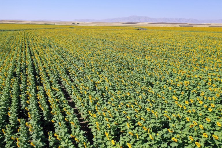 - andırıyor yaygınlaştığı Ağrı