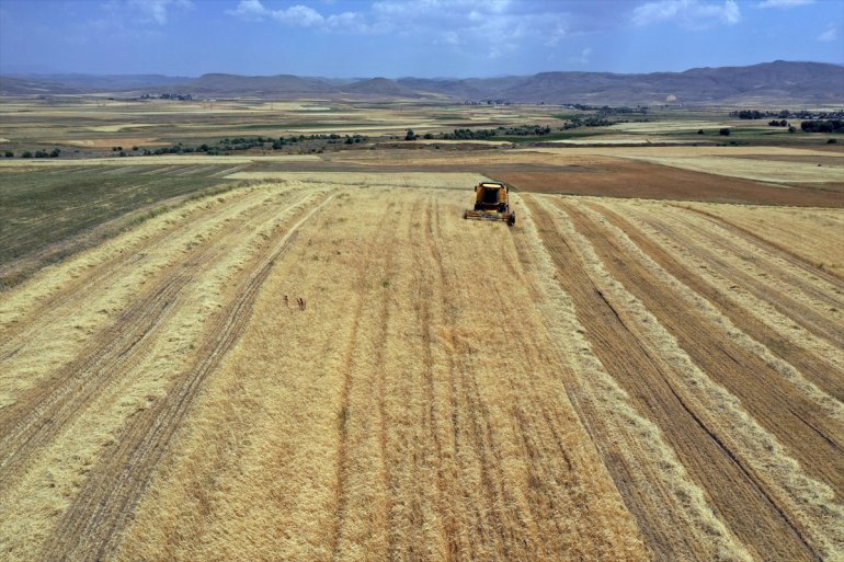 hasat arpa Çiftçiler AĞRI yoğun - buğday ve tarlalarında mesaisinde 2