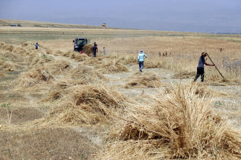 tarlalarında - mesaisinde buğday AĞRI hasat Çiftçiler arpa ve yoğun 11