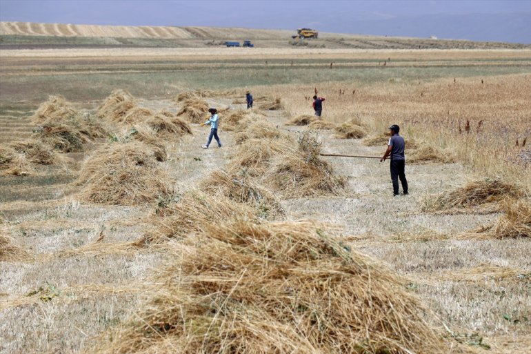 yoğun Çiftçiler tarlalarında mesaisinde - buğday ve arpa AĞRI hasat 13