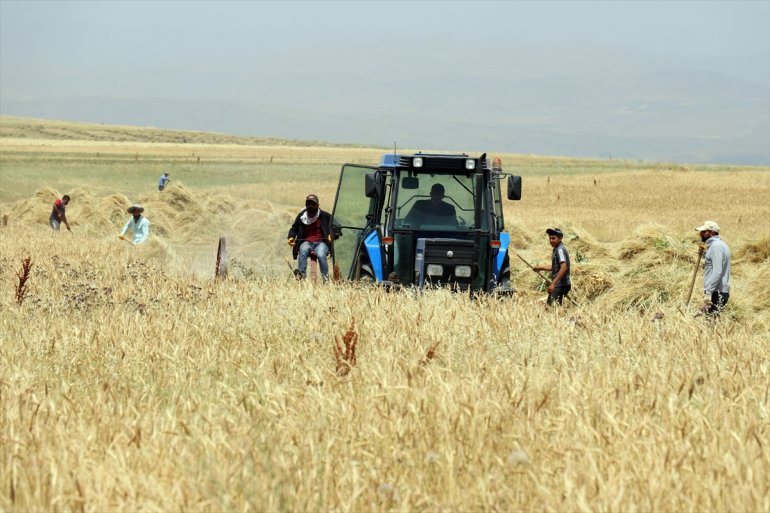 AĞRI Çiftçiler mesaisinde arpa yoğun tarlalarında - hasat ve buğday 14