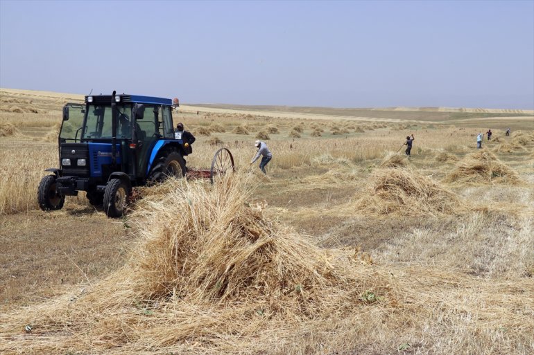 buğday - tarlalarında arpa ve yoğun hasat mesaisinde Çiftçiler AĞRI 16