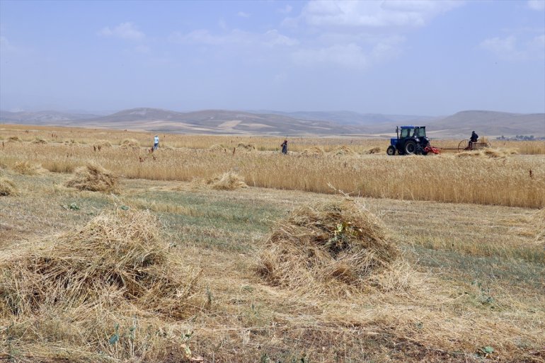 ve hasat yoğun arpa AĞRI mesaisinde buğday tarlalarında - Çiftçiler 17