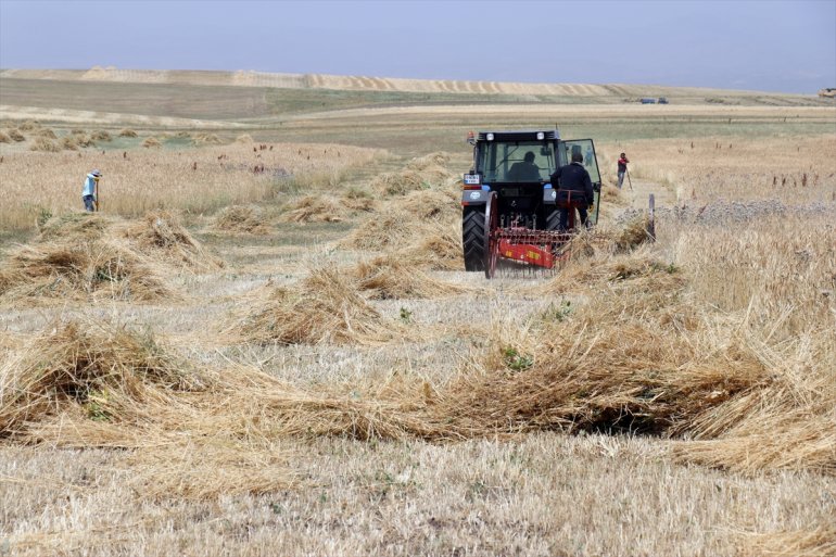 tarlalarında mesaisinde AĞRI Çiftçiler arpa hasat buğday ve - yoğun 22