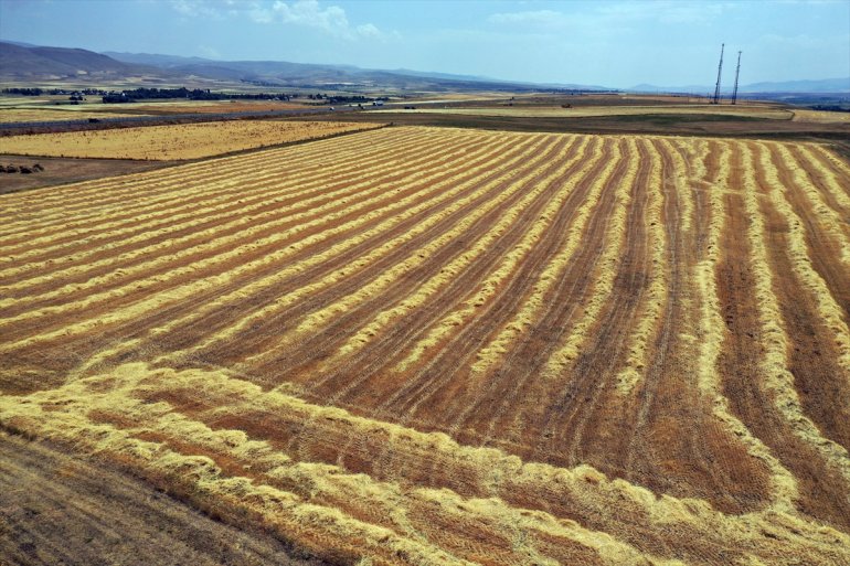 hasat - arpa yoğun Çiftçiler mesaisinde ve buğday AĞRI tarlalarında 24