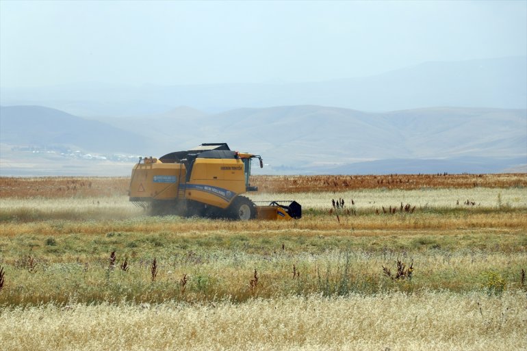 yoğun hasat Çiftçiler arpa - AĞRI buğday ve tarlalarında mesaisinde 6