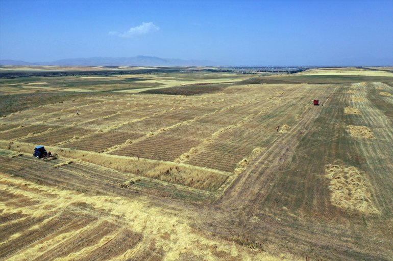 hasat yoğun mesaisinde ve AĞRI - tarlalarında arpa buğday Çiftçiler 9