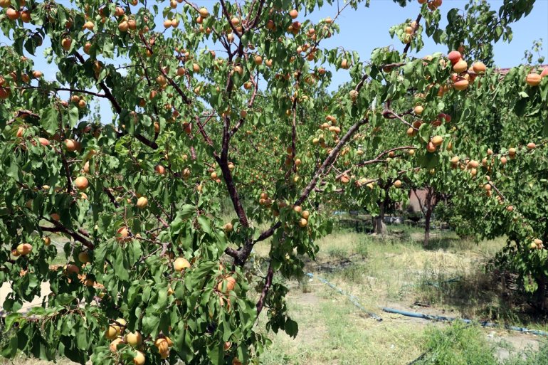 etmek - AĞRI bahçesiyle Çorak araziye de hizmet meyve istiyor kurduğu turizme 2
