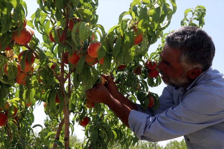 AĞRI de kurduğu istiyor etmek hizmet meyve bahçesiyle turizme - araziye Çorak 12