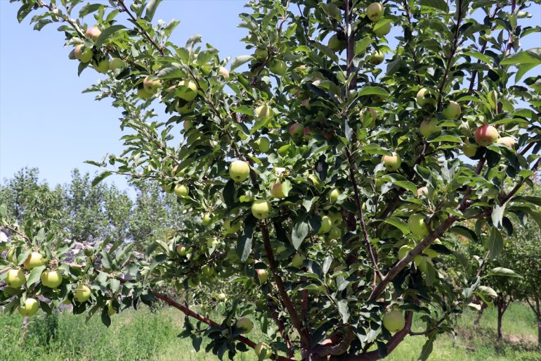 AĞRI kurduğu - meyve araziye hizmet turizme etmek istiyor Çorak bahçesiyle de 13