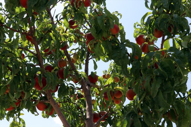 turizme istiyor araziye etmek - bahçesiyle hizmet de AĞRI kurduğu Çorak meyve 16