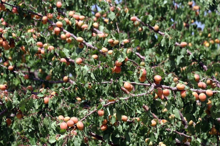 hizmet de Çorak AĞRI etmek - turizme istiyor araziye meyve kurduğu bahçesiyle 18
