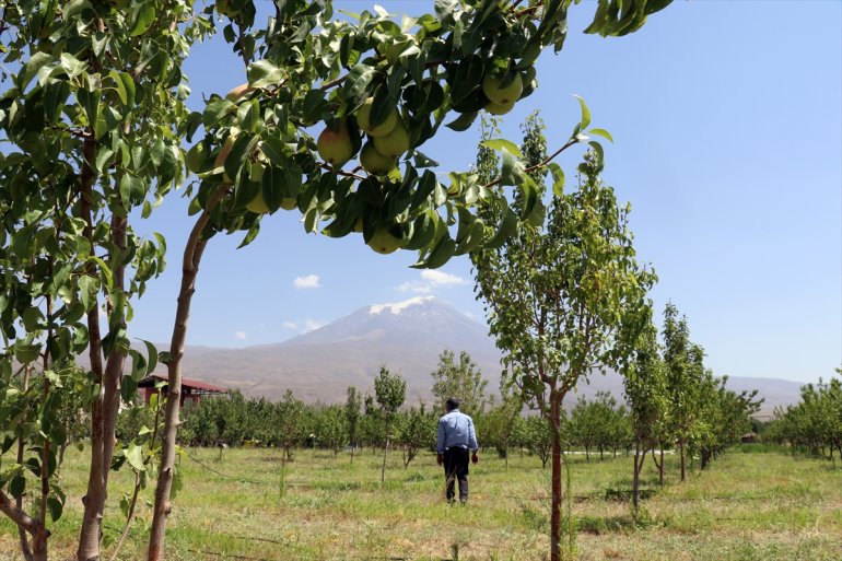 turizme AĞRI bahçesiyle meyve - istiyor araziye hizmet de kurduğu etmek Çorak 19