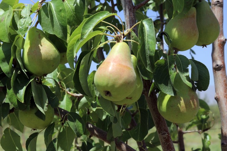 Çorak kurduğu hizmet AĞRI etmek bahçesiyle meyve araziye de istiyor - turizme 20