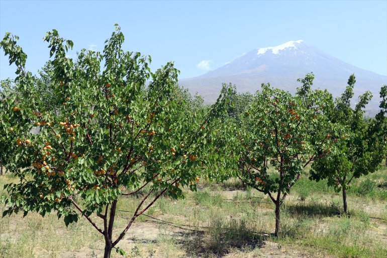 Çorak etmek istiyor bahçesiyle araziye kurduğu AĞRI turizme hizmet - de meyve 3