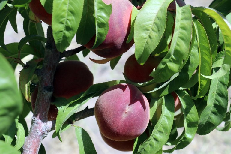 etmek AĞRI Çorak araziye hizmet turizme de istiyor kurduğu bahçesiyle meyve - 25