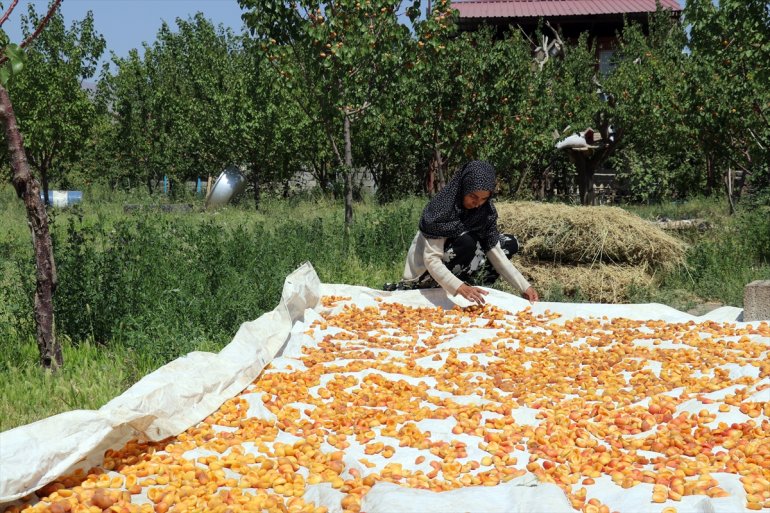 Çorak AĞRI araziye istiyor - hizmet turizme kurduğu bahçesiyle etmek de meyve 26