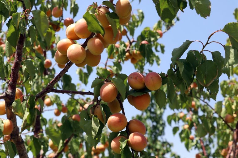 meyve istiyor Çorak de kurduğu hizmet - bahçesiyle turizme etmek AĞRI araziye 28