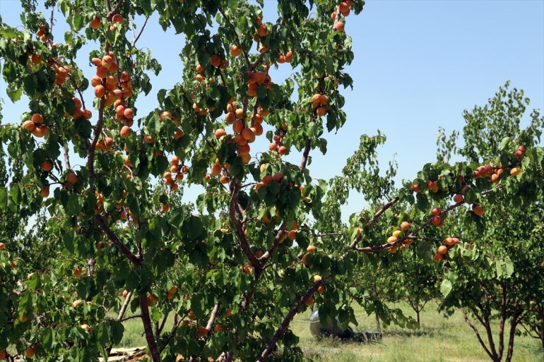 araziye bahçesiyle hizmet AĞRI de meyve - etmek kurduğu turizme Çorak istiyor 4