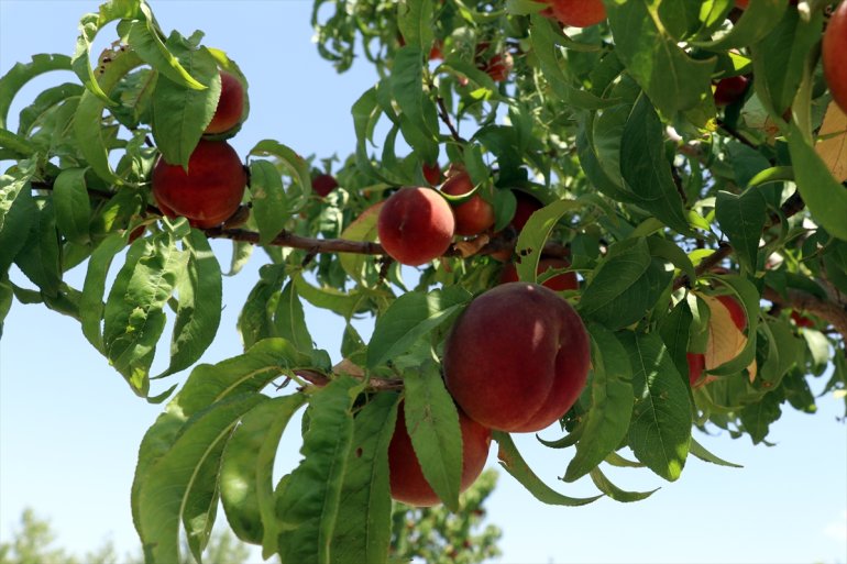 hizmet etmek bahçesiyle turizme de meyve Çorak - araziye istiyor AĞRI kurduğu 5